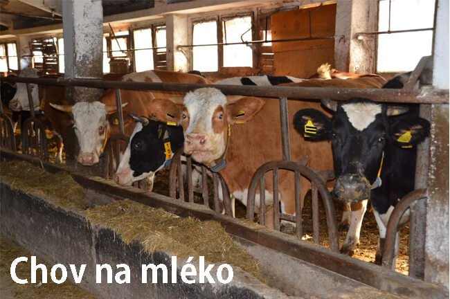 Foto: Typický chov krav na mléko